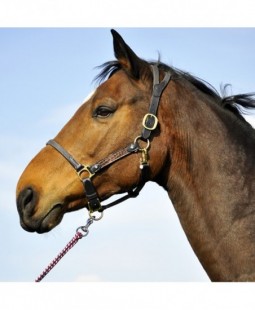 Licol cheval cuir noir...